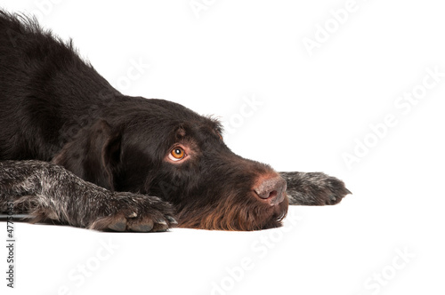 hunting dog lying on a white background