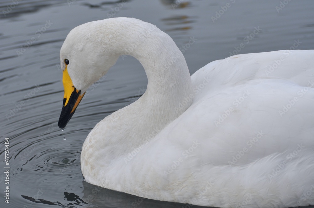 Obraz premium 白鳥