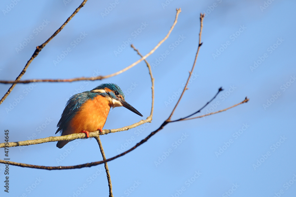 Fototapeta premium 止まり木のカワセミ