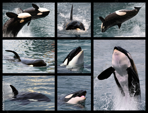 Eight photos mosaic of killer whales (Orcinus orca)