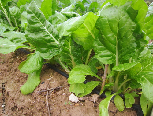 acelgas (Beta vulgaris cicla) y riego por goteo photo