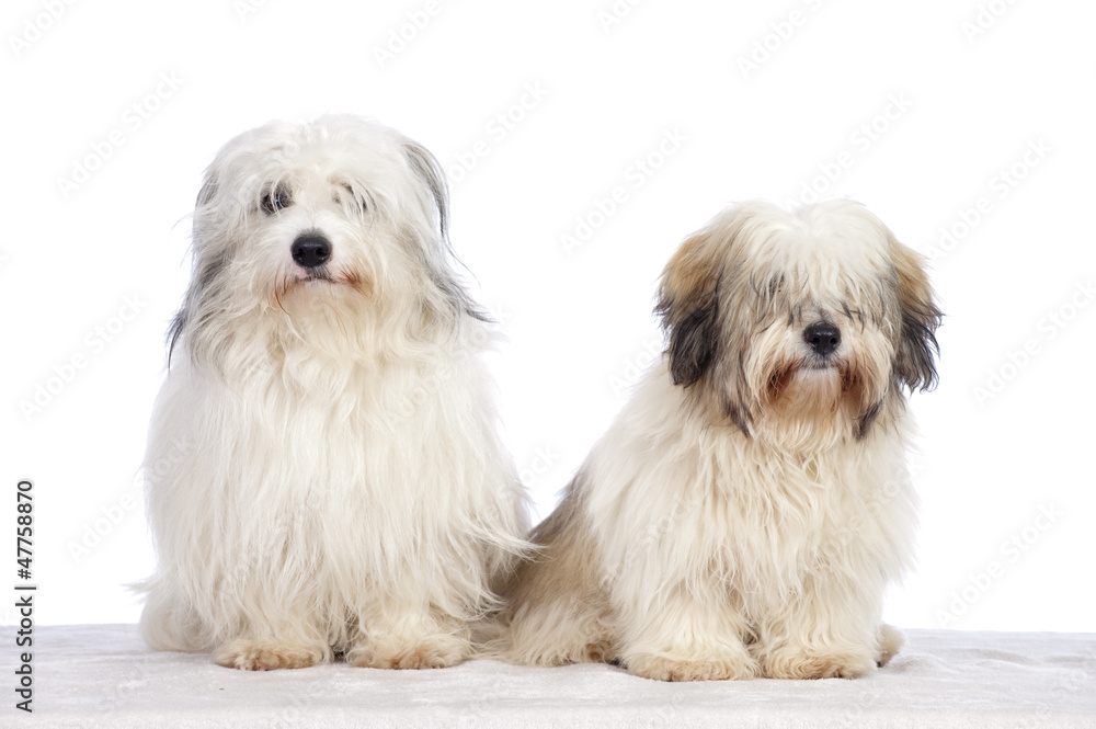 Coton de Tuléar Coton de Tuléar