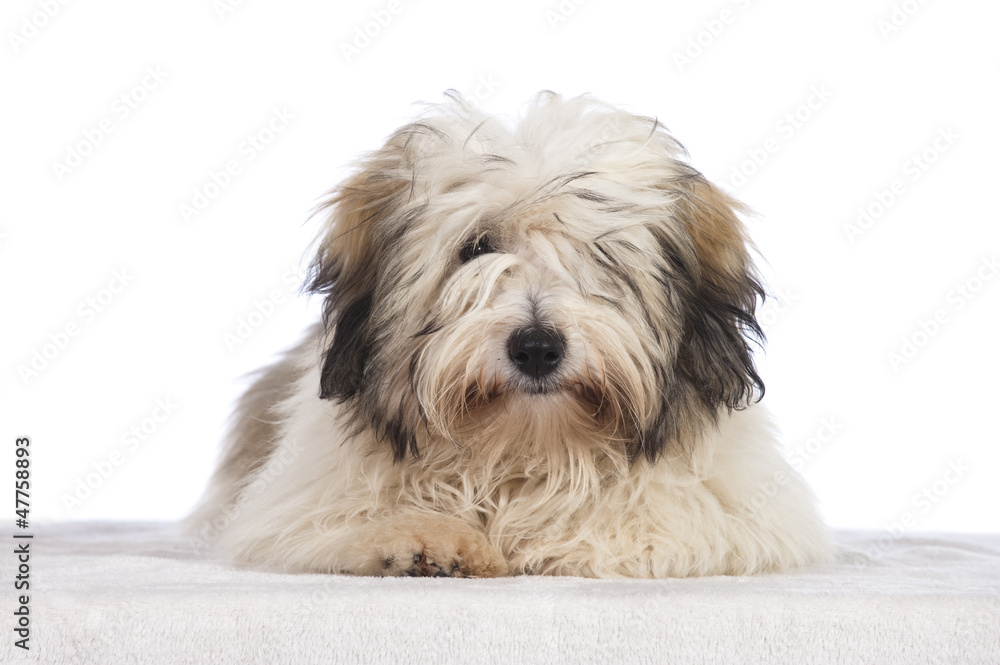 Coton de Tuléar StockFoto Adobe Stock