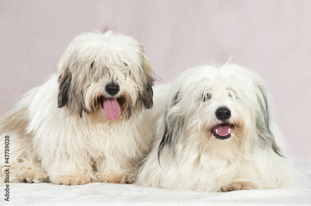 Coton de Tuléar Coton de Tuléar