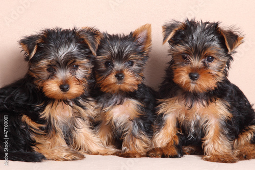 three funny puppy of Yorkshire Terrier