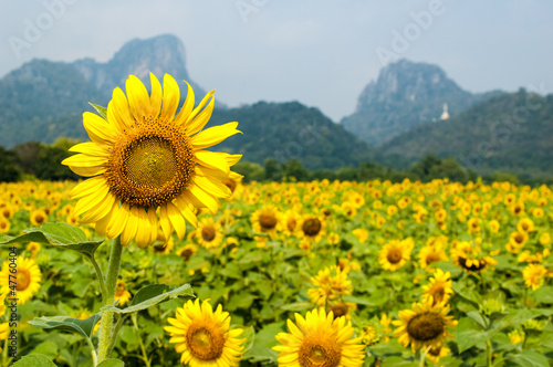 Sun flowers