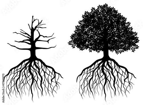 Isolated tree with roots