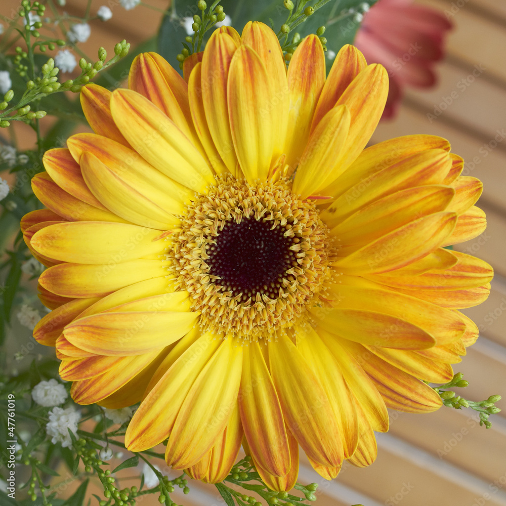 yellow gerber daisy, floral background yellow gerber daisy, floral background