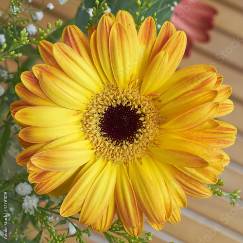 yellow gerber daisy  floral background
