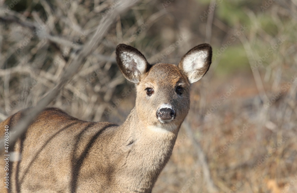 Fototapeta premium jeune cerf en foret