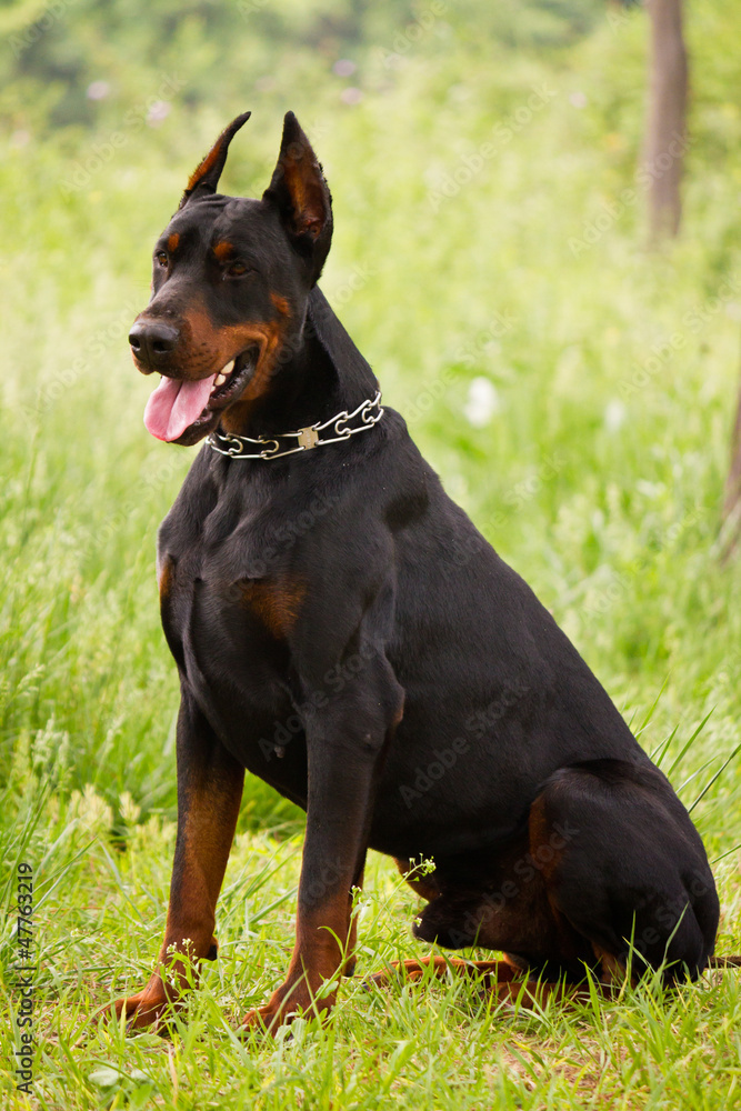 Doberman Pinscher