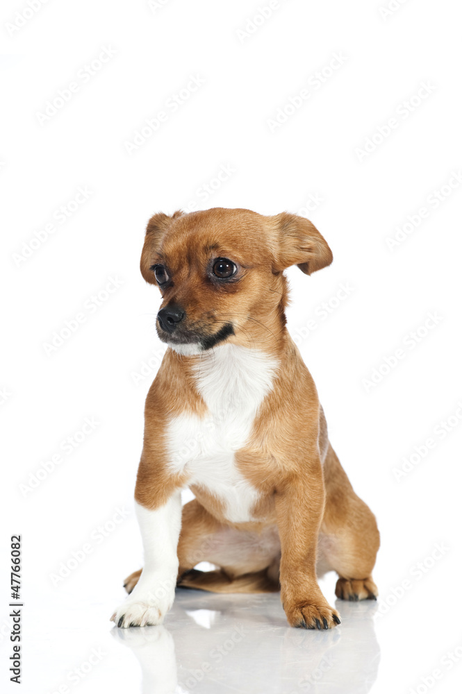 Mixed breed dog - Mischlingshund Mixed breed dog - Mischlingshund