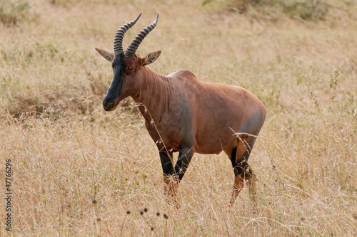 Serengeti topi