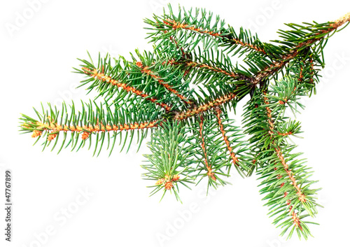 Fresh green fir branches. Isolated