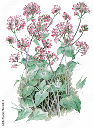 Centranthus ruber - valeriana rossa