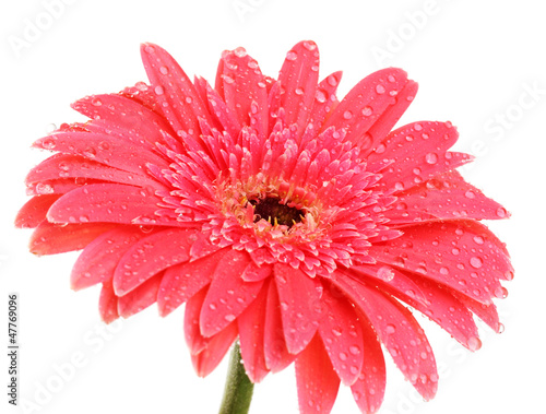 beautiful gerbera flower isolated on white