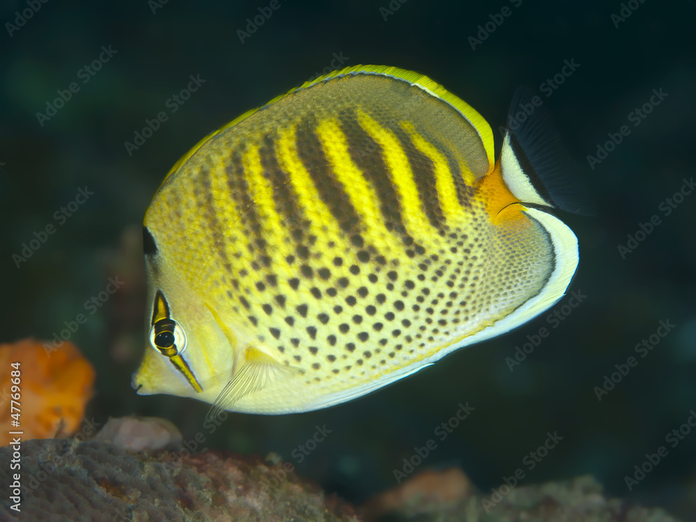 Fototapeta premium Spotband butterflyfish