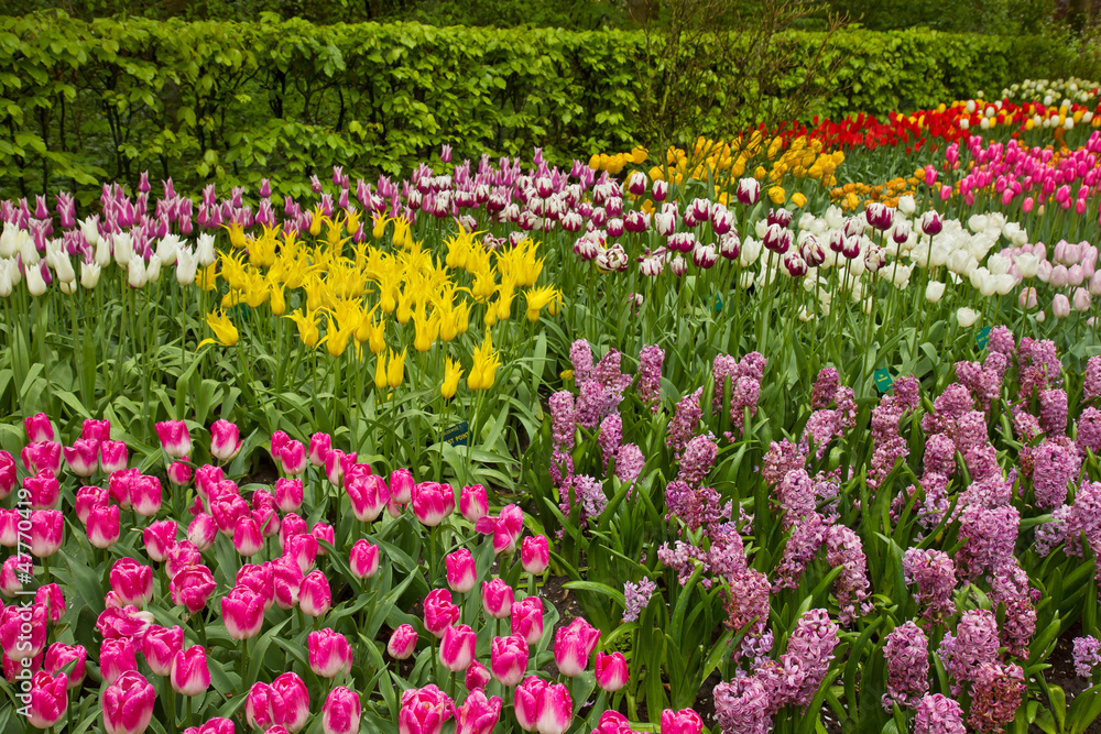 multicolored tulips flowerbeds