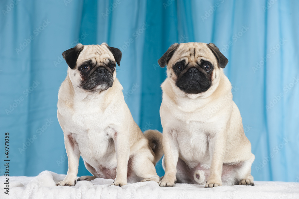Obraz premium Two dogs - Zwei Hunde
