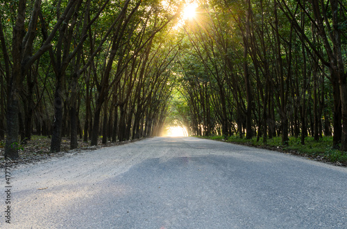 Tunnel of trees