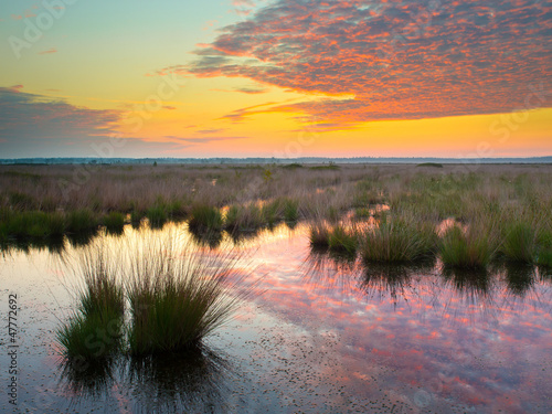 Swamp at dusk