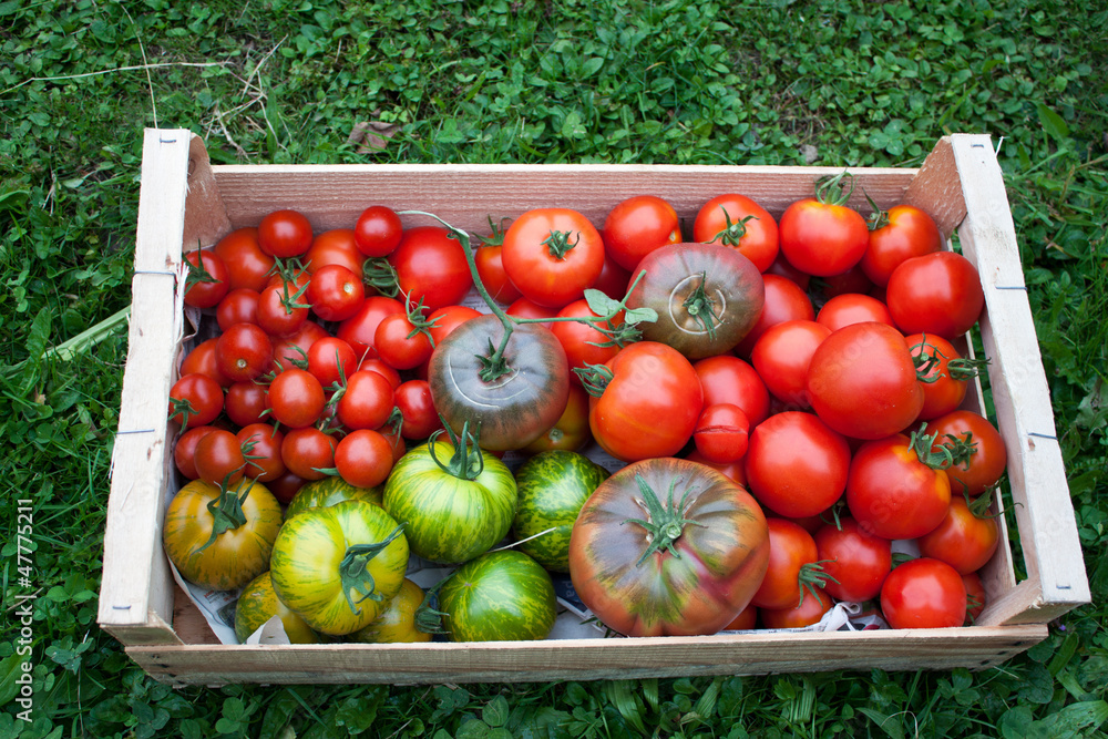 Tomates Tomates