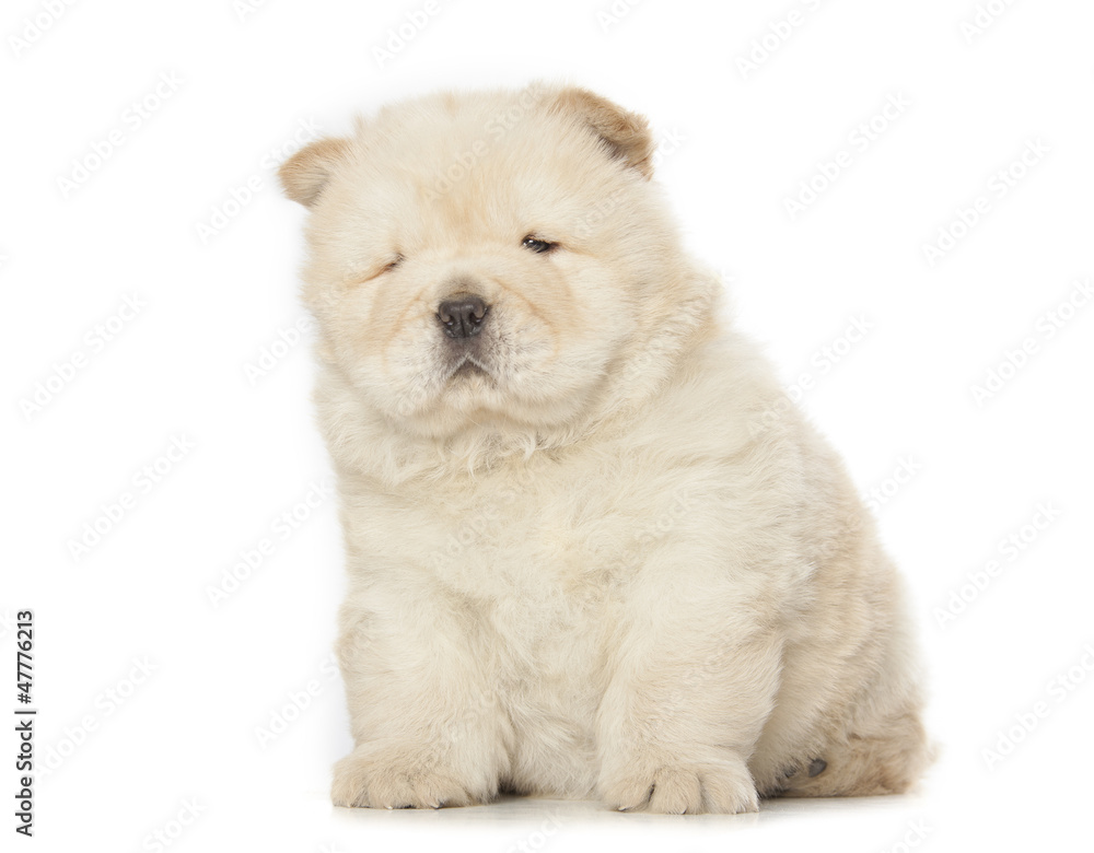 chow-chow puppy chow-chow puppy