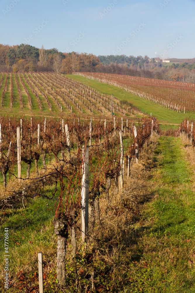 Vignes en automne