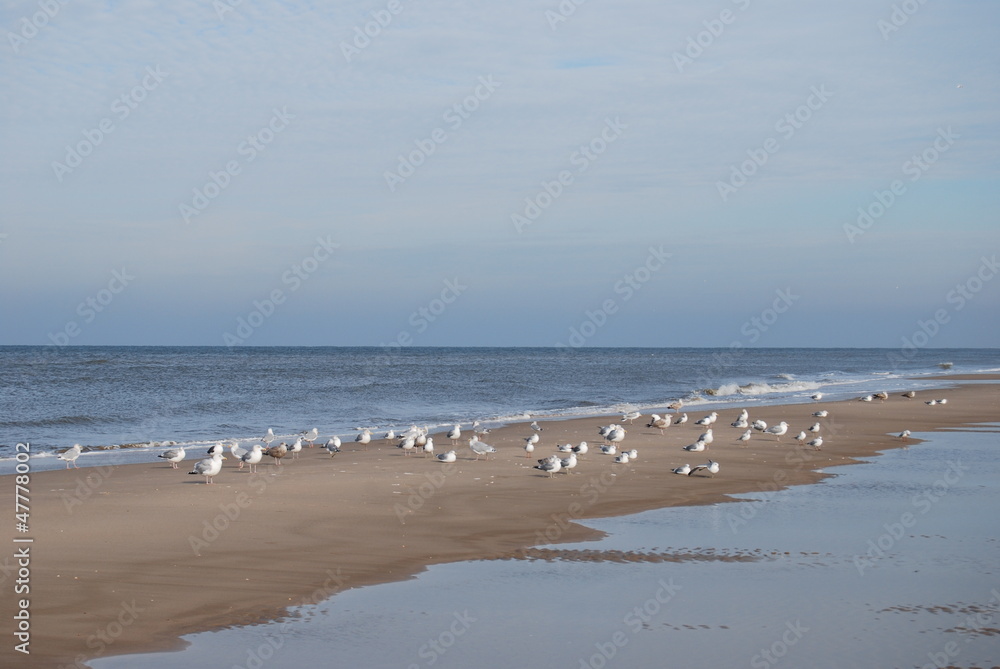 seagulls on a sandbank