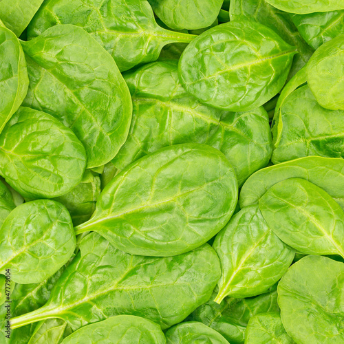 Fresh Organic Baby Spinach background or texture. Raw food.