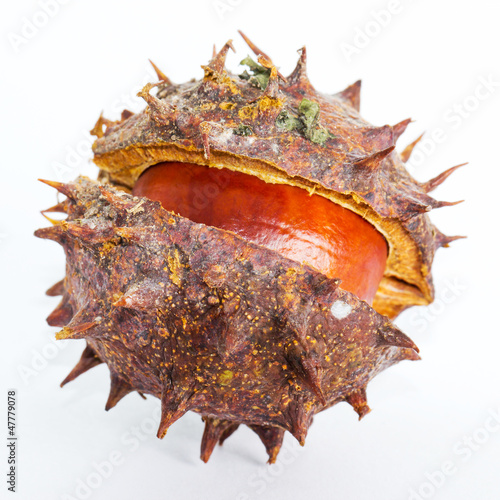 Fotomural Nahaufnahme Kastanie