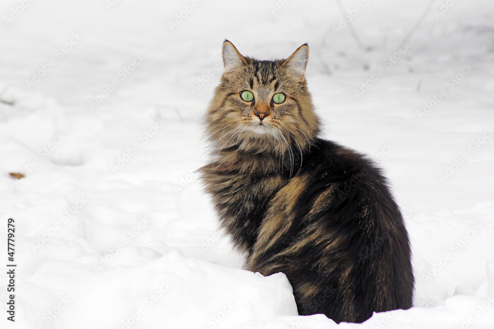 Junge Norweger Katze im Schnee