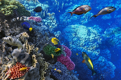Coral and fish in the Red Sea.Egypt © BRIAN_KINNEY