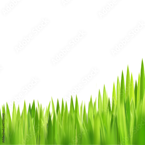 green grasses on white background