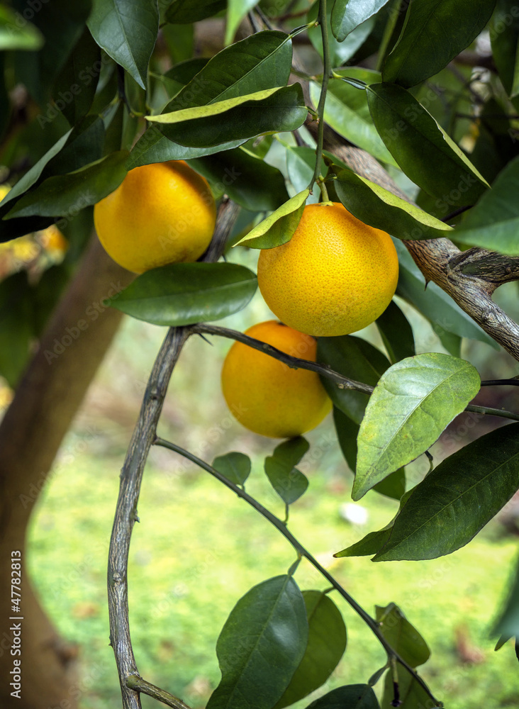 Ripe Oranges on the Tree in Florida