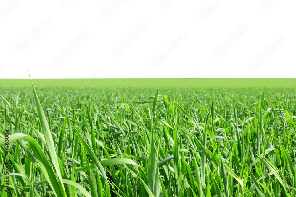 Green grass, the blue sky and white clouds Green grass, the blue sky and white clouds