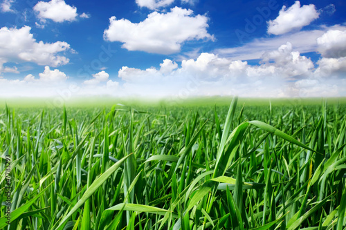 Green grass, the blue sky and white clouds