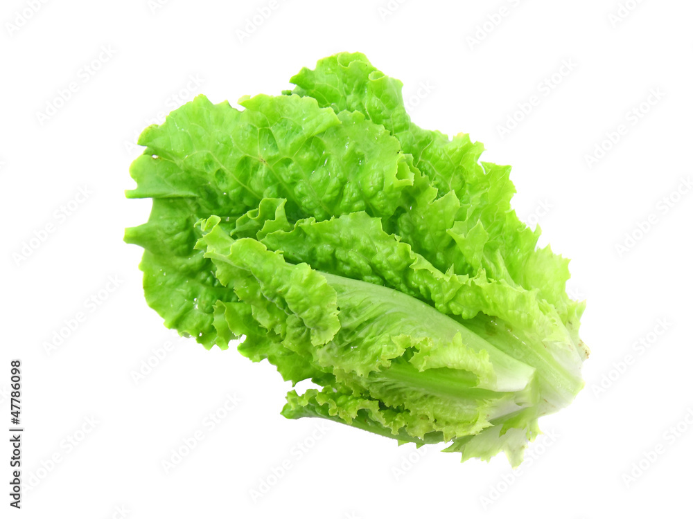 Leaf of lettuce on white background. Isolated Leaf of lettuce on white background. Isolated