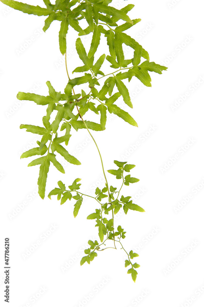 fern leaf fern leaf