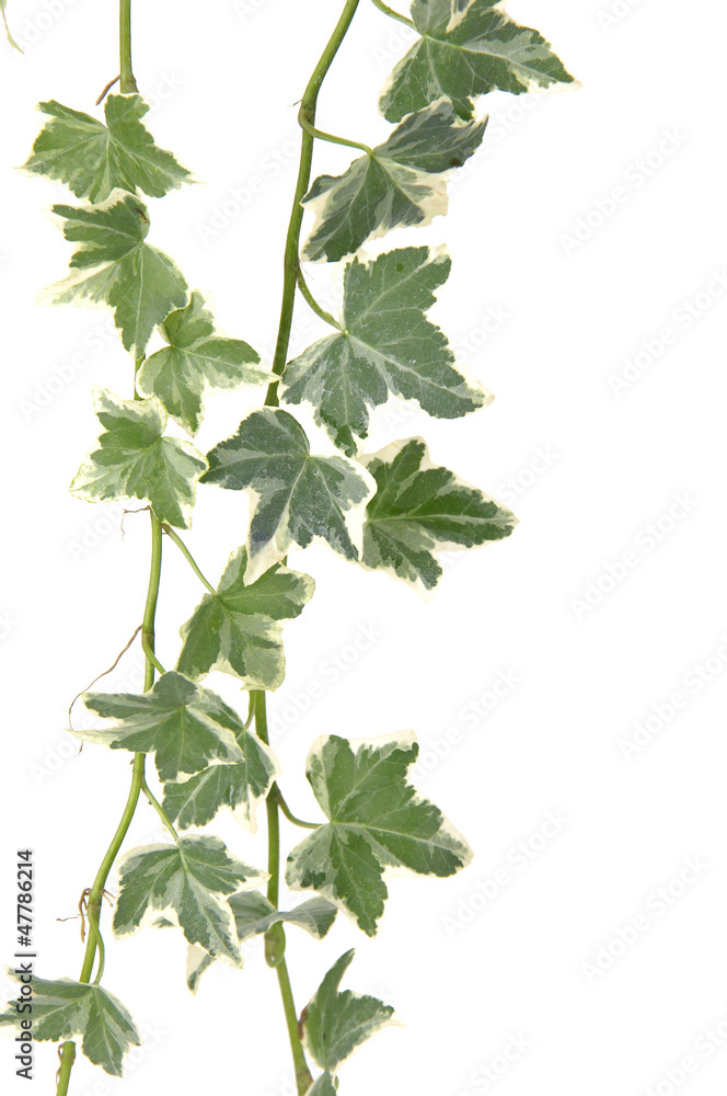 Branch of ivy, isolated Branch of ivy, isolated