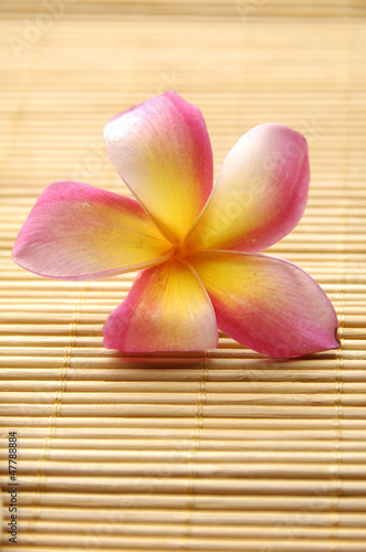 frangipani flowers on bamboo board