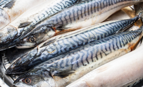 Carcasses fresh sea fish - a mackerel