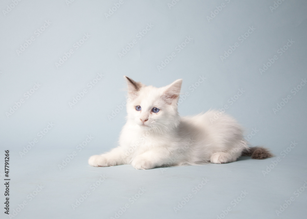 Fototapeta premium ragdoll kitten playful on colored background