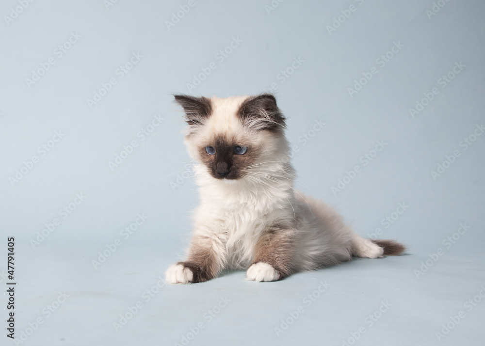 Obraz premium ragdoll kitten playful on colored background