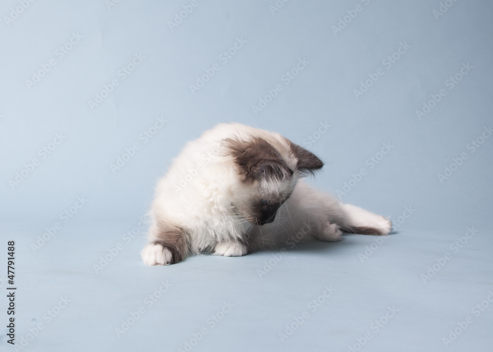 Obraz premium ragdoll kitten playful on colored background