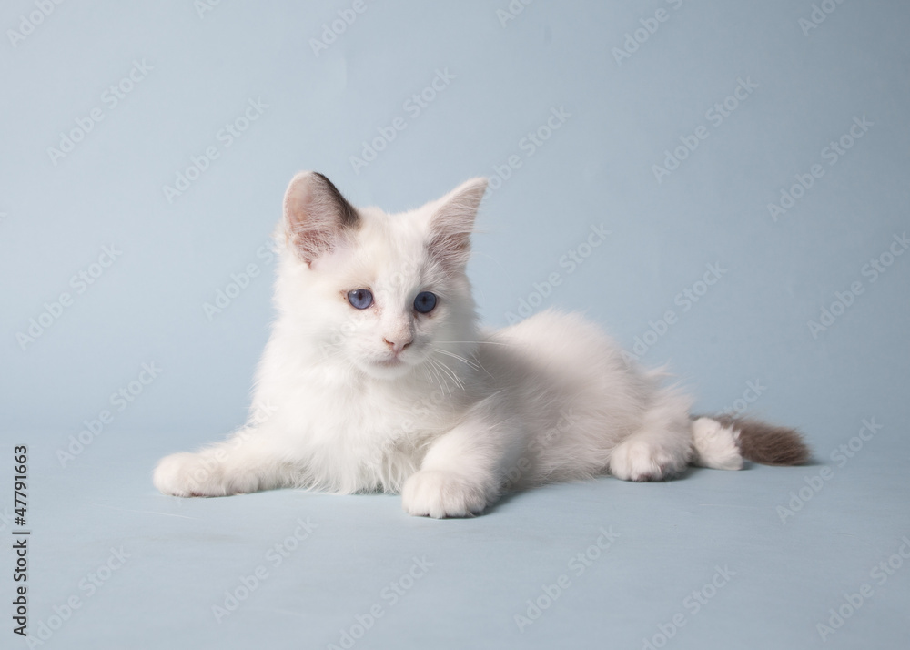 ragdoll kitten playful on colored background