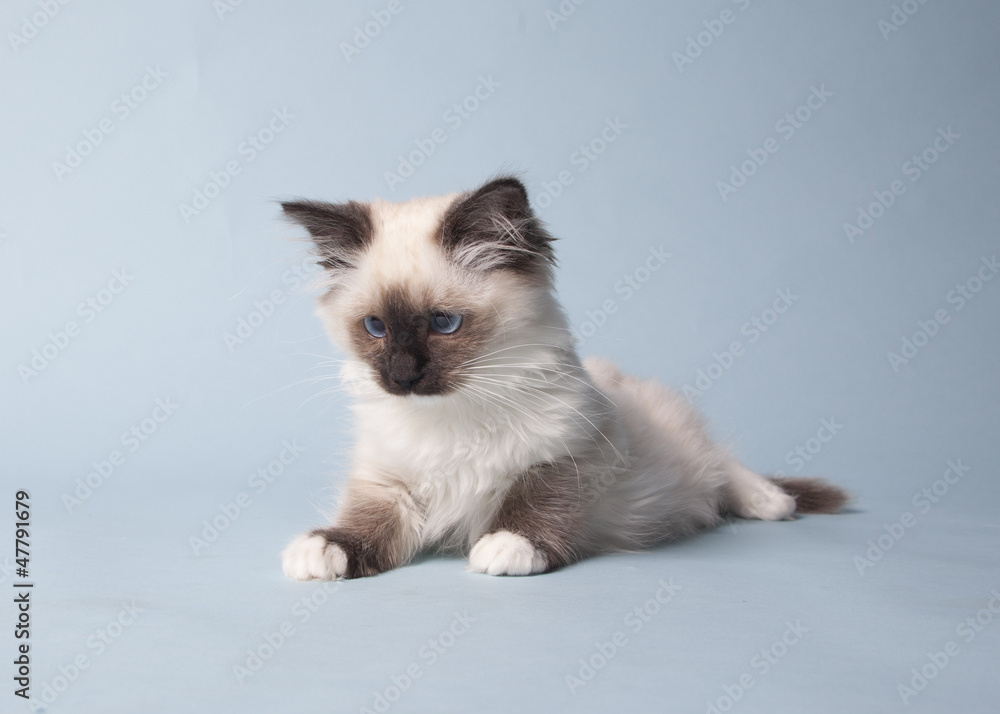 ragdoll kitten playful on colored background ragdoll kitten playful on colored background