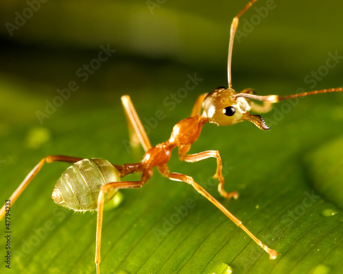green ant © pelooyen