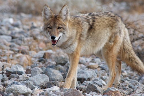 coyote in death valley 5