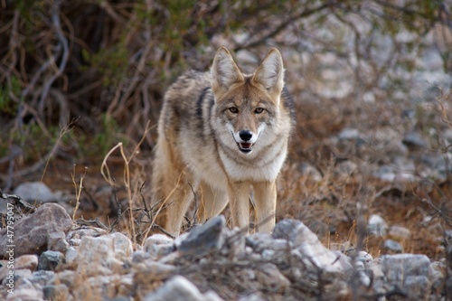 Fotografia, Obraz coyote in death valley 4